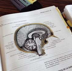 an open book with a diagram of the human brain