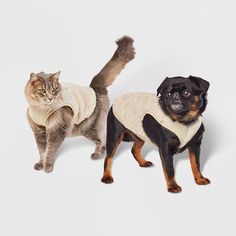 two dogs and a cat standing next to each other in sweaters on white background