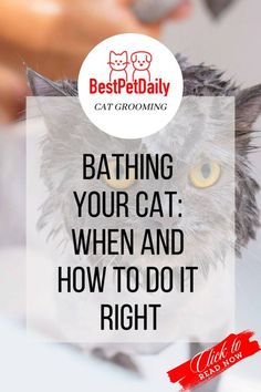 a cat sitting on top of a sink with the caption saying, bathing your cat when and how to do it right