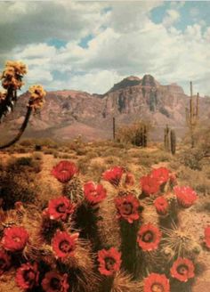 red flowers growing in the desert with mountains in the backgrounnd and clouds in the sky