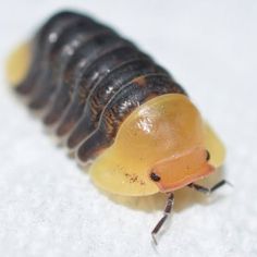 a close up of a caterpillar on the ground with snow in the background