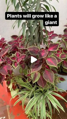 some plants that are in a pot and one is purple with green leaves on it