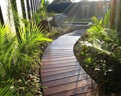 a wooden walkway in the middle of some plants and trees with sun shining through them