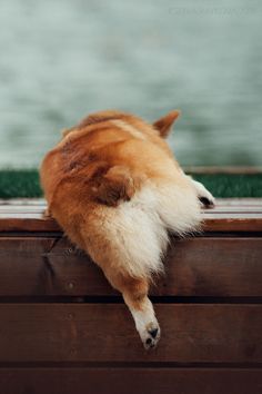 an orange and white cat laying on top of a wooden box with the caption no, it's okay i can do it