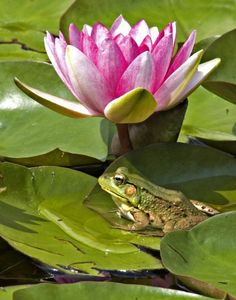 a frog sitting on top of a lily pad next to a pink waterlily