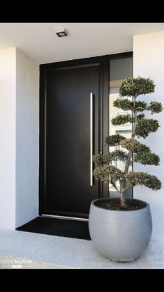 a bonsai tree in a large pot next to a black door with glass panels