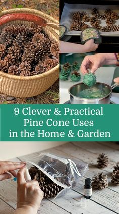 pine cones are being made in the home and garden