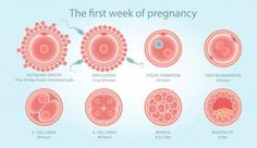 the first week of pregnancy is marked with different stages of birth, including breast cells and utensils