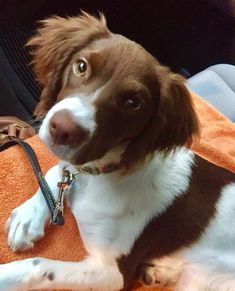 a brown and white dog laying on top of an orange towel