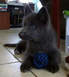 a black puppy sitting on the floor with a blue ball