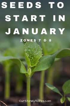 seedling plants growing in soil with text overlay that reads seeds to start in january