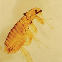 a close up of a flea on a sheet of paper