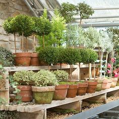 there are many potted plants on the shelves