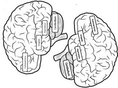 These brains can be printed and stapled to construction paper for headbands.  Students can learn about the parts of the brain and how each part works to help them be in the different brain states. Brain States, Brain Hat, Parts Of The Brain, Breast Health, Construction Paper, Kids Hats, The Brain, Brain, Human Body