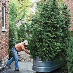 a man is pushing a large potted tree