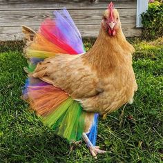 a chicken with multicolored feathers standing on the grass in front of a house