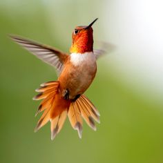 a hummingbird flying in the air with its wings spread