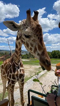 a giraffe standing next to a person holding something in its mouth and eating