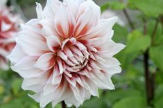 a pink and white flower with green leaves in the background