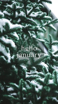 the words hello january are written on snow covered pine branches in front of a window