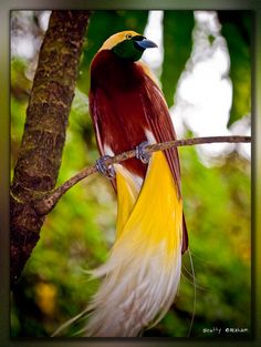 a colorful bird sitting on top of a tree branch