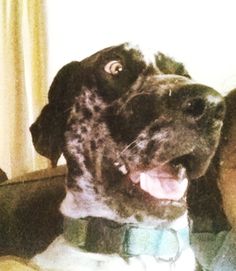 a woman sitting next to a dog with its tongue out and his face close to the camera