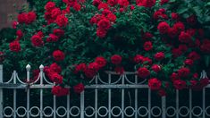 red roses growing on the side of a metal fence