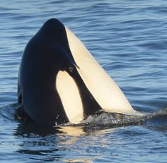 an orca swims in the water with its head above the water's surface