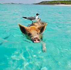 a pig swimming in the ocean next to a bird