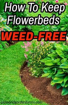 Garden Weeds, The Secret Garden, Landscaping Tips, Lawn And Garden, Shade Garden, Outdoor Plants, Yard Landscaping, Garden Planning