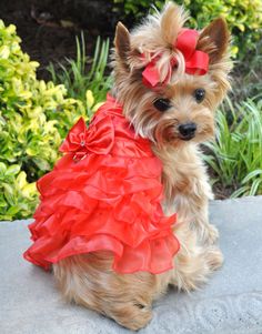 a small brown dog wearing a red dress