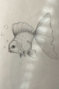 a pencil drawing of a goldfish in the water