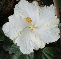 a large white flower with yellow stamens