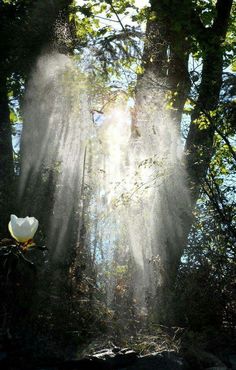 sunlight shining through the trees into a forest filled with leaves and flowers on a sunny day