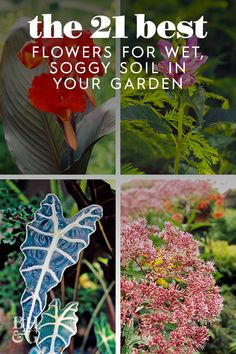 four different pictures with flowers and plants in the background text reads, the 2 best flowers for wet, soggy soil in your garden