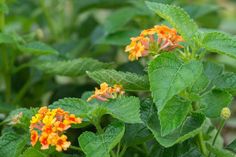 an orange and yellow flower with green leaves