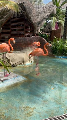 several flamingos are standing in the water near some huts