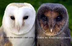 two owls sitting next to each other with the caption from the moment i met you knew we would have a story