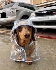 a dachshund dog wearing a plastic raincoat