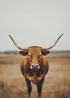 a bull with large horns standing in the middle of a field