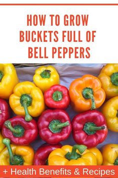 red and yellow bell peppers with the title how to grow buckets full of bell peppers