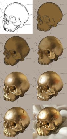 several different types of skulls are shown in this drawing technique, and each skull has an individual's own head