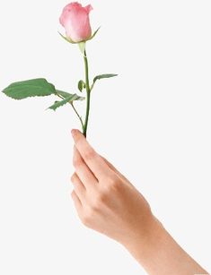 a pink rose being held in the air by someone's hand, against a white background