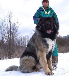 a woman standing next to a large black and brown dog on top of snow covered ground