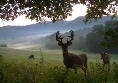 two deer standing on top of a lush green field