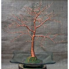 a bonsai tree is displayed in a glass bowl