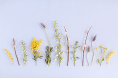 five different types of wildflowers laid out in the shape of the word love