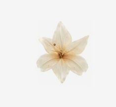 a single white flower on a white background