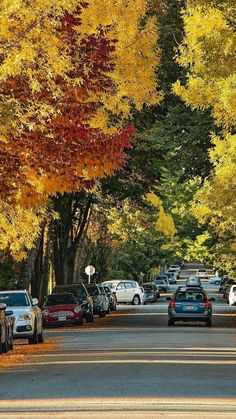 cars are parked on the street in front of trees with yellow and red leaves