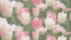 multiple images of pink and white tulips